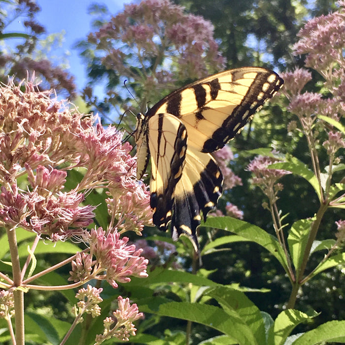 Hollow Joe-pye Weed (Eutrochium fistulosum) 2x2x3" Pot