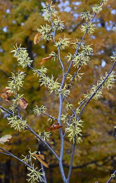Common Witch Hazel (Hamamelis virginiana)