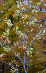 Common Witch Hazel (Hamamelis virginiana)