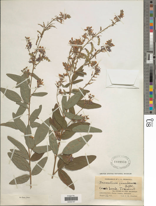 Showy Tick-trefoil (Desmodium canadense)