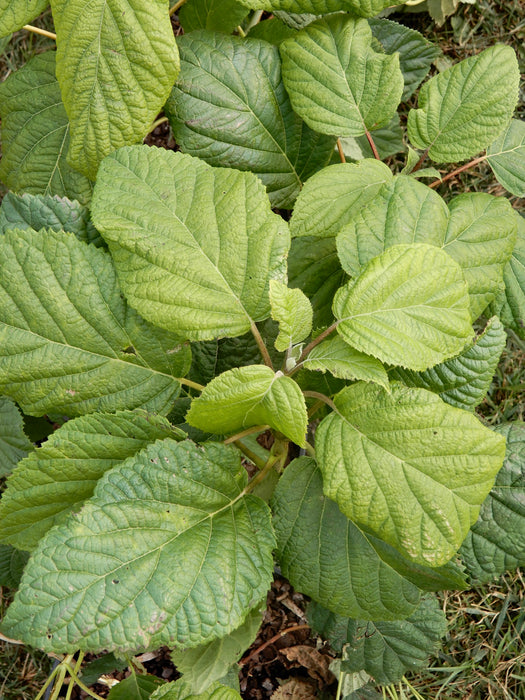 Smooth Hydrangea (Hydrangea arborescens)