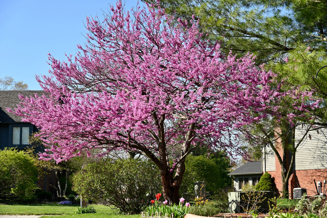 Redbud (Cercis canadensis)