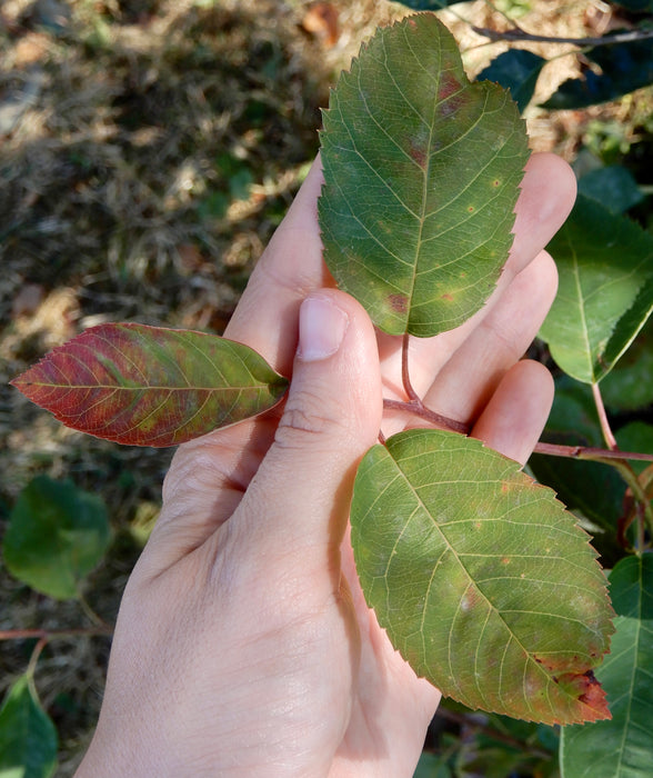 Allegheny Serviceberry (Amelanchier laevis)