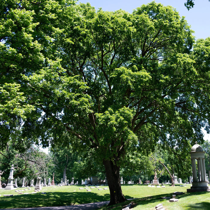 American Elm (Ulmus americana)