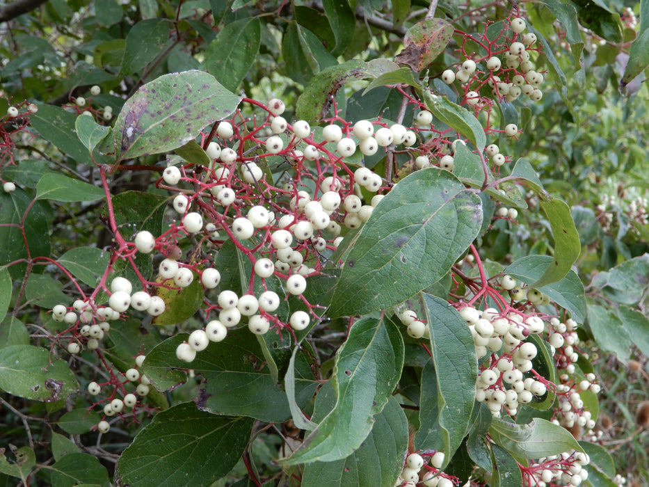 Roughleaf Dogwood (Cornus drummondii)