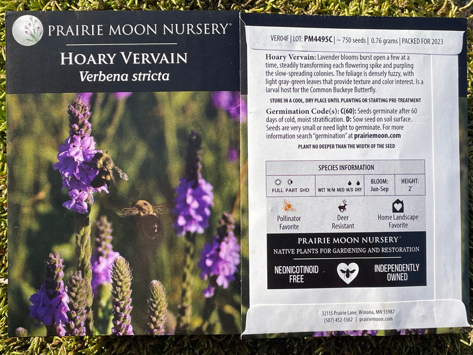 Seed Pack - Hoary Vervain (Verbena stricta)