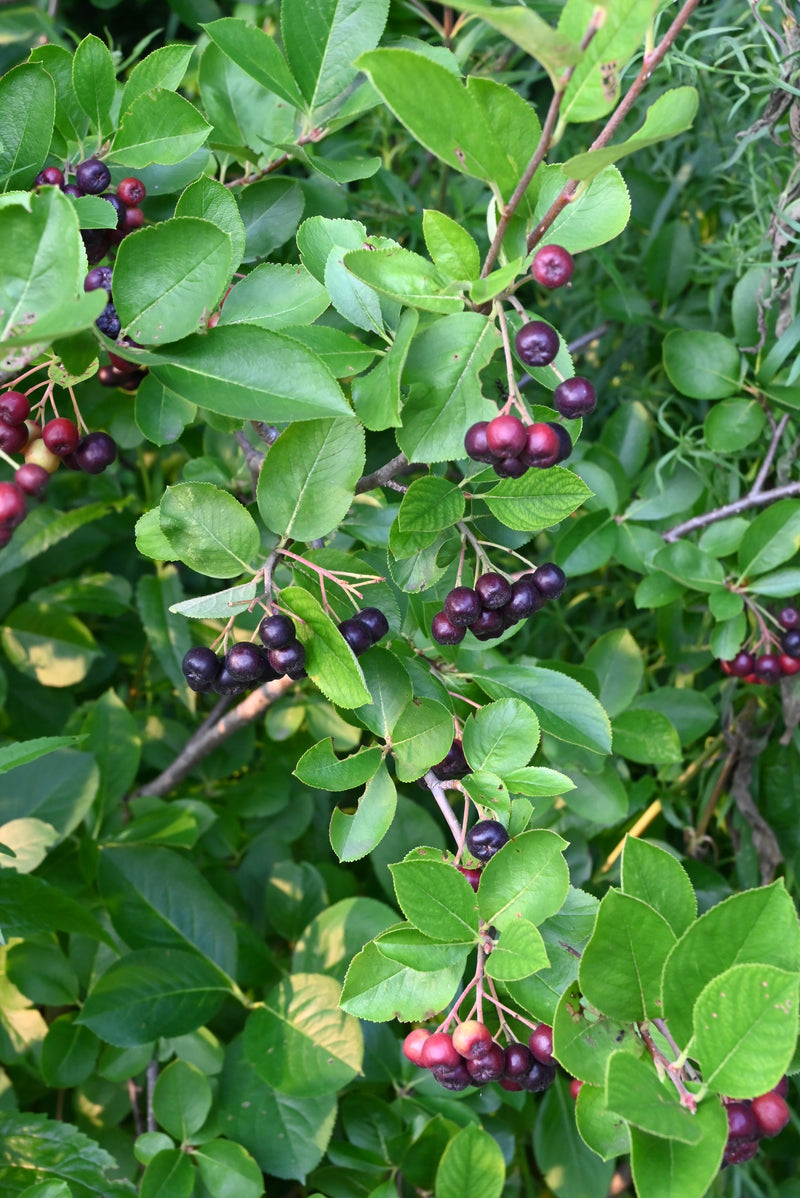 Black Chokeberry (Aronia melanocarpa)