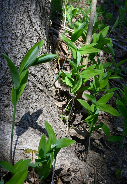 Solomon’s Seal (Polygonatum biflorum) BARE ROOT