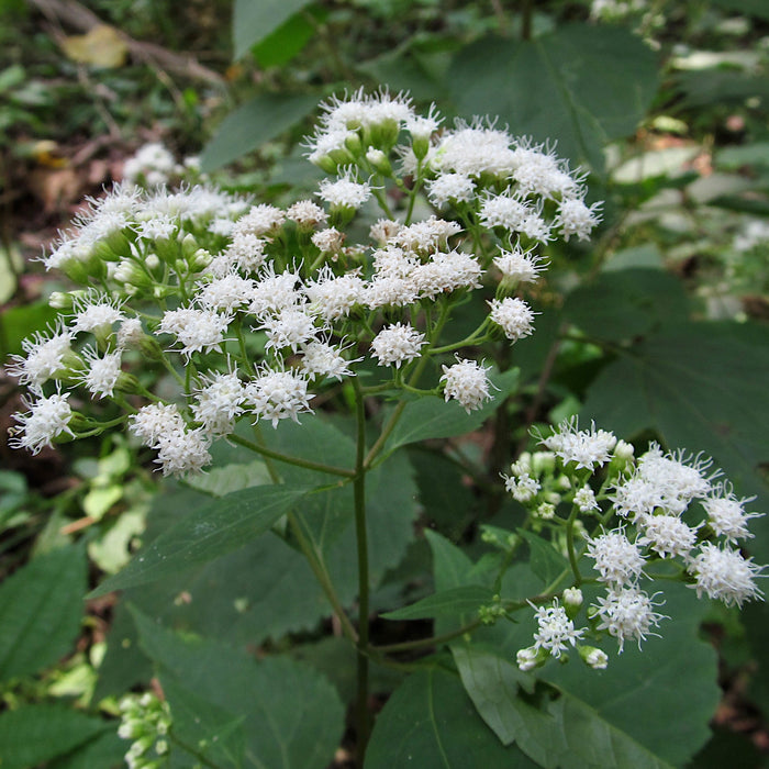 White Snakeroot (Ageratina altissima) 2x2x3" Pot