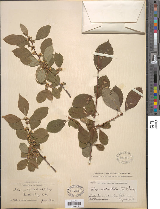 Winterberry Holly (Ilex verticillata)