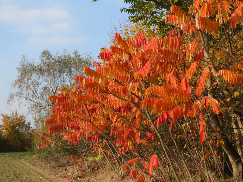 Staghorn Sumac (Rhus typhina)
