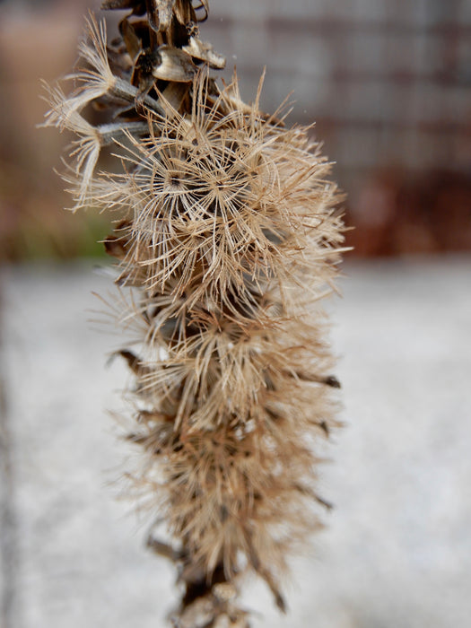 Prairie Blazing Star (Liatris pycnostachya) 2x2x3" Pot