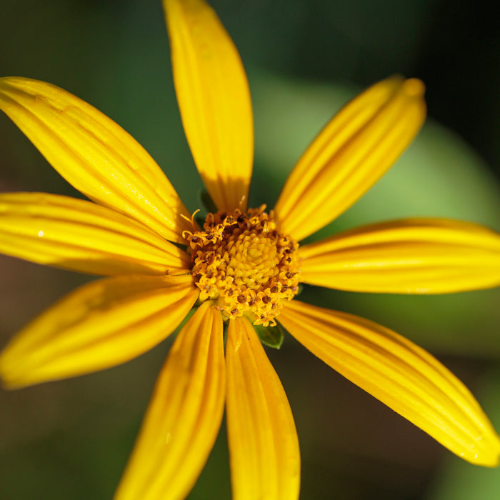 Woodland Sunflower (Helianthus divaricatus)
