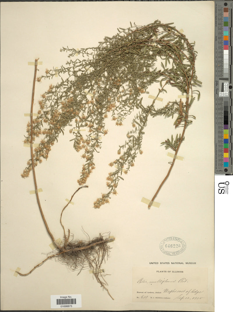 Heath Aster (Symphyotrichum ericoides)
