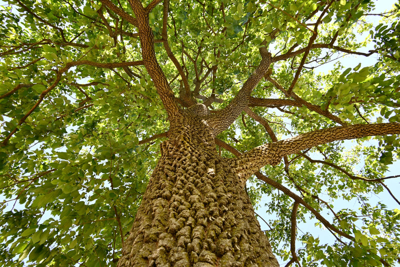 American Persimmon (Diospyros virginiana)