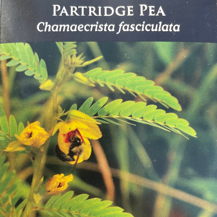 Seed Pack - Partridge Pea (Chamaecrista fasciculata)