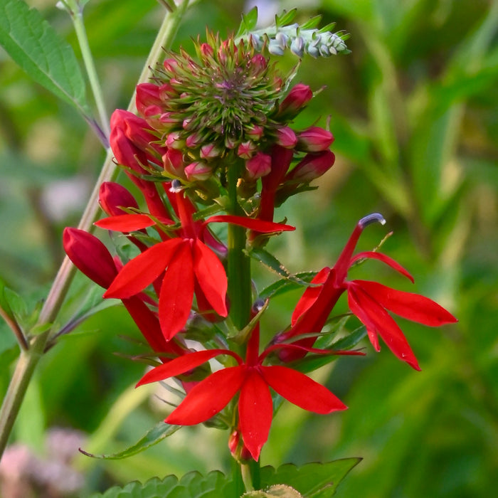 red cardinal flower seeds Seed Pack