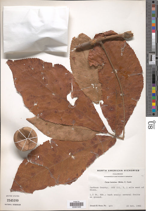 Kingnut Hickory (Carya laciniosa)