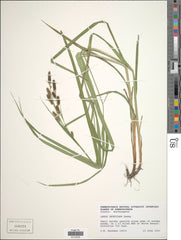Short's Sedge (Carex shortiana)