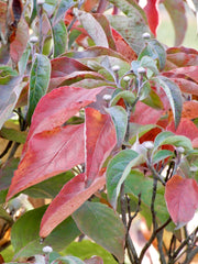 Flowering Dogwood (Cornus florida)