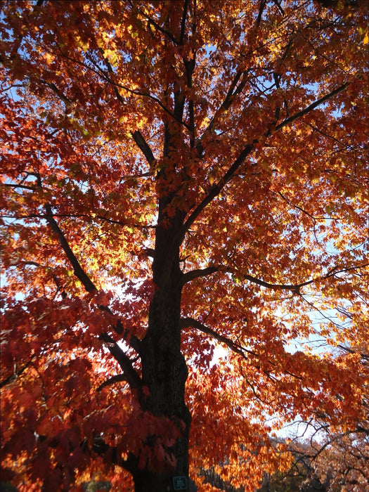 Red Oak (Quercus rubra)