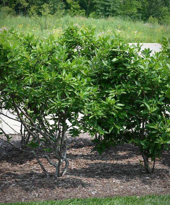 Winterberry Holly (Ilex verticillata)