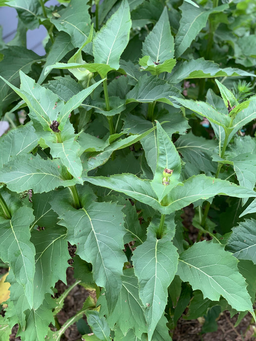 Cup Plant (Silphium perfoliatum) 2x2x3" Pot