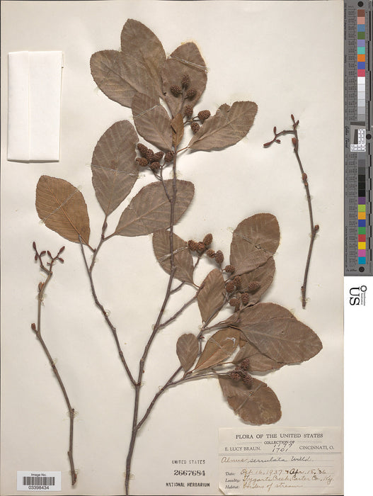 Smooth Alder (Alnus serrulata)