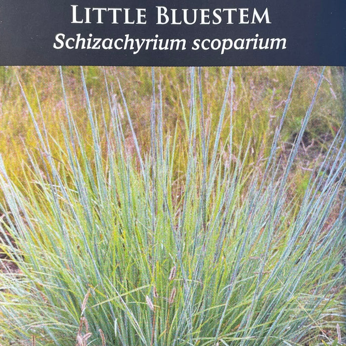 Seed Pack - Little Bluestem (Schizachyrium scoparium)