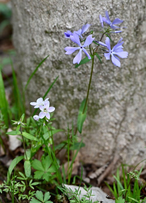 Woodland Phlox (Phlox divaricata)