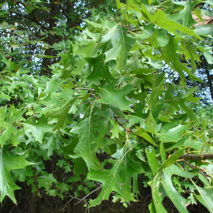 Pin Oak (Quercus palustris)