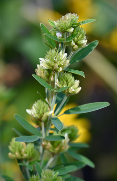 Round-headed Bush Clover (Lespedeza capitata) 2x2x3" Pot