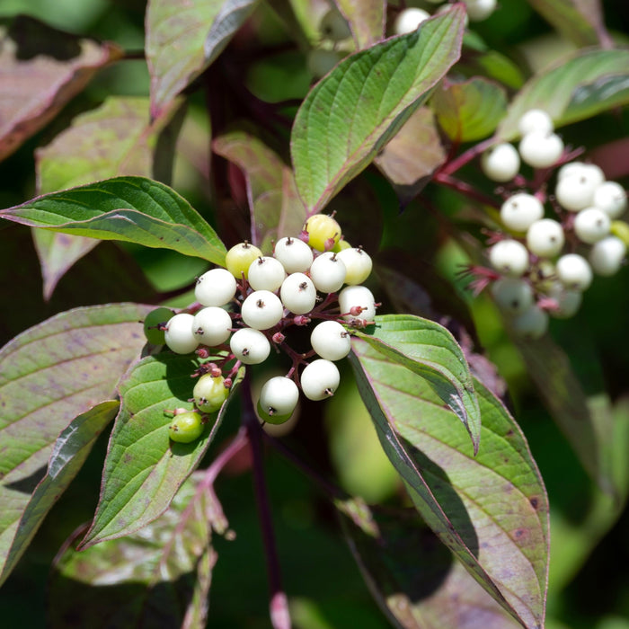Red Twig Dogwood (Cornus sericea)