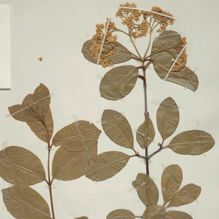 Rusty Blackhaw (Viburnum rufidulum)