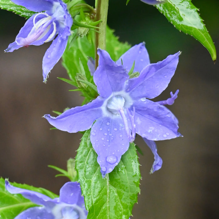 Seed Pack - Tall Bellflower (Campanula americana)