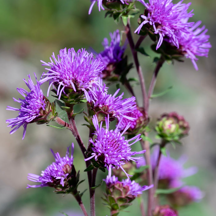 Seed Pack - Northern Blazing Star (Liatris scariosa var. nieulandii)