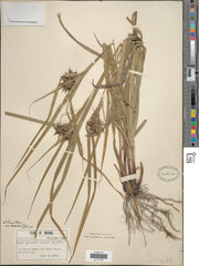 Burr Sedge (Carex grayi)
