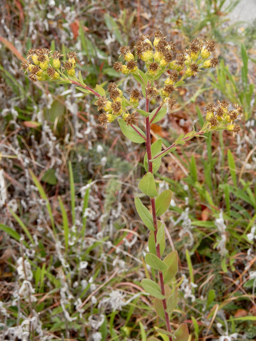 Stiff Goldenrod (Oligoneuron rigidum) 2x2x3" Pot