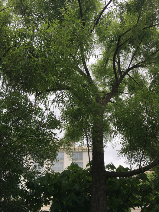 Black Willow (Salix nigra)