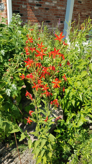 Seed Pack - Royal Catchfly (Silene regia)