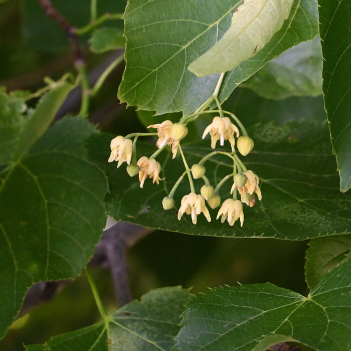 American Basswood (Tilia americana)