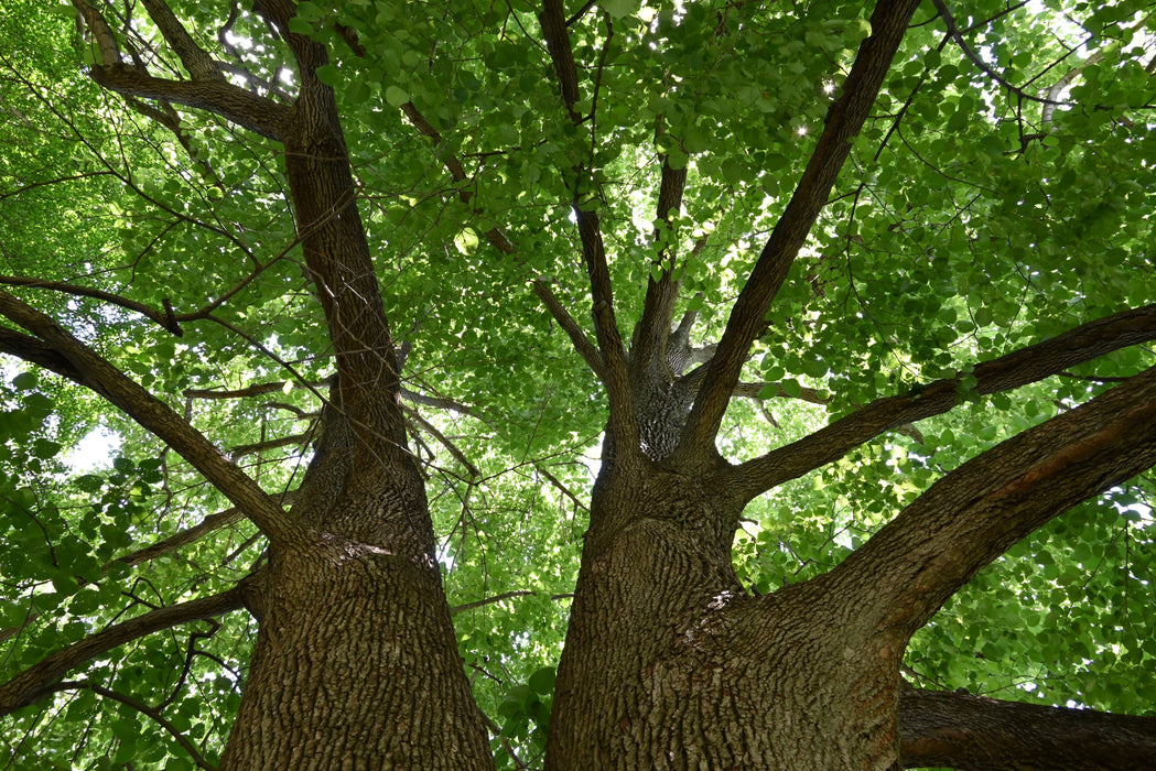 American Basswood (Tilia americana)