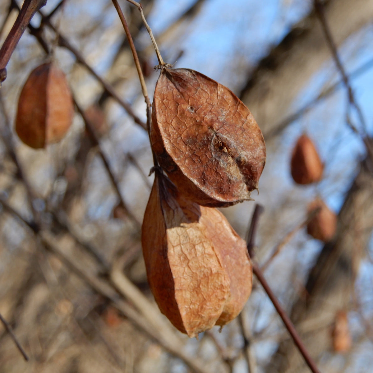 plant with papery seed pods American Bladdernut (Staphylea trifolia) — Native Plants Unlimited LLC