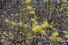 Northern Spicebush (Lindera benzoin)