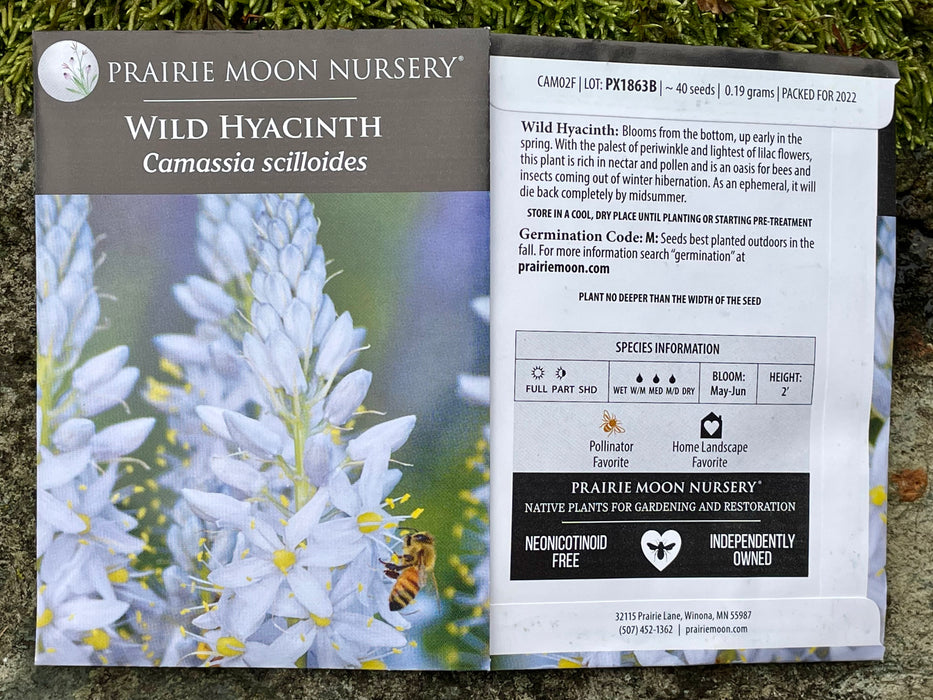 Seed Pack - Wild Hyacinth (Camassia scilloides)