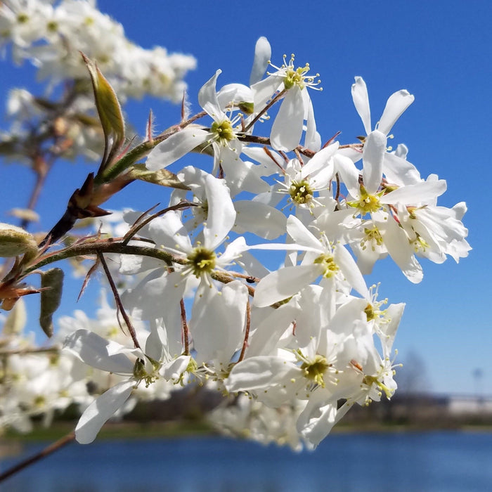 Allegheny Serviceberry (Amelanchier laevis)