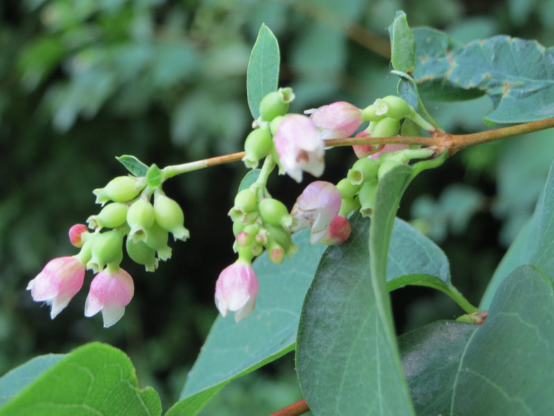 Snowberry (Symphoricarpos albus)