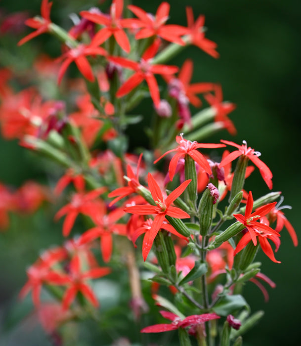 Royal Catchfly (Silene regia) 2x2x3" Pot