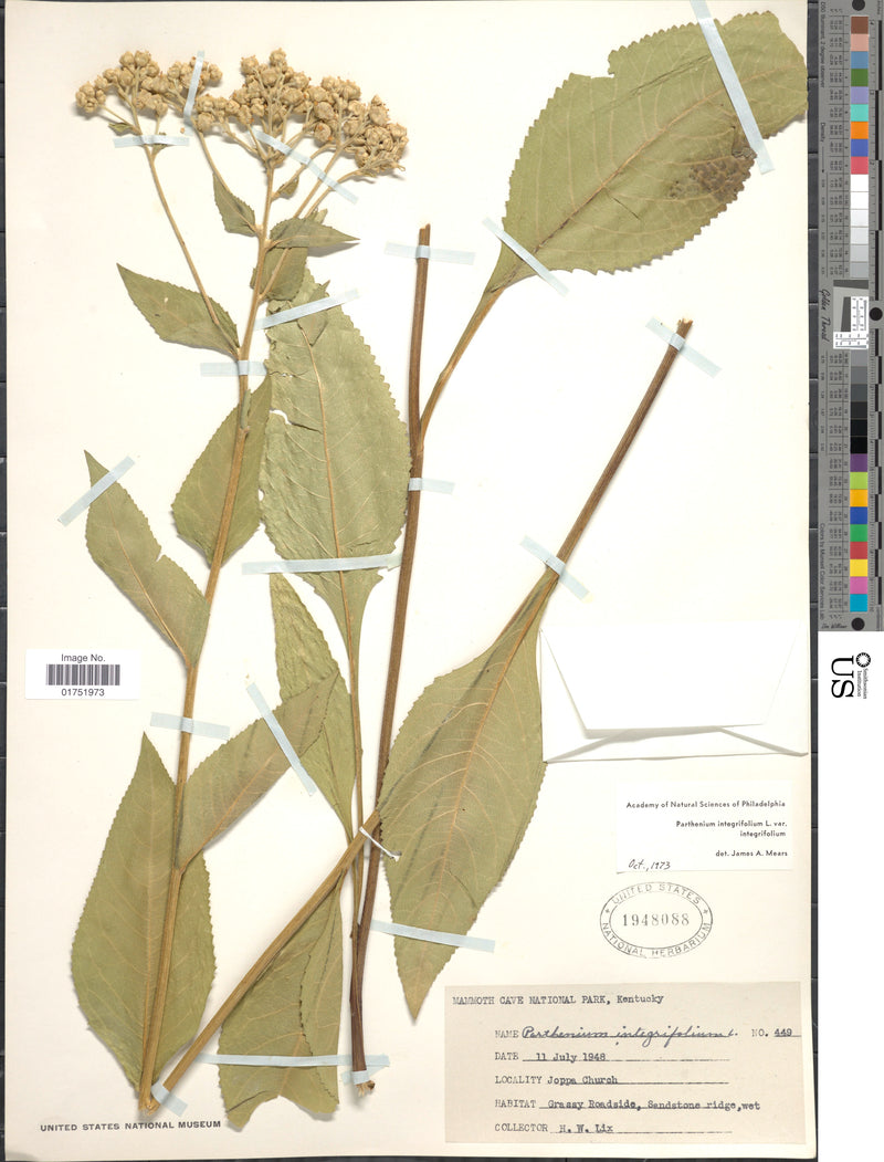 Wild Quinine (Parthenium integrifolium)