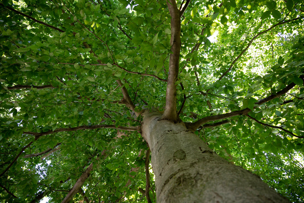 American Beech (Fagus grandifolia)